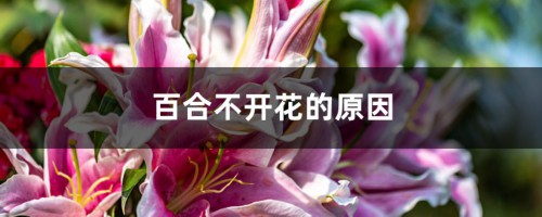 百合不开花的原因，不开花怎么办