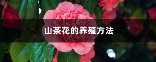 山茶花的养殖方法，山茶花图片