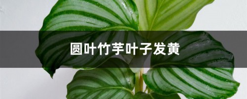 圆叶竹芋黄叶的原因和处理办法