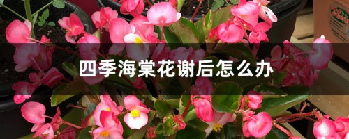 四季海棠花谢后怎么办