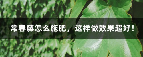 常春藤怎么施肥，这样做效果超好！