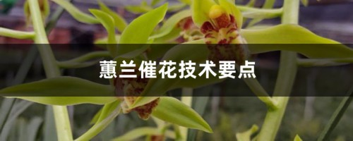 蕙兰催花技术要点